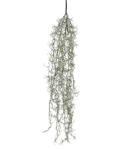 FOLHA ALFINETE VERDE