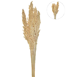 HASTE SORGO CREME