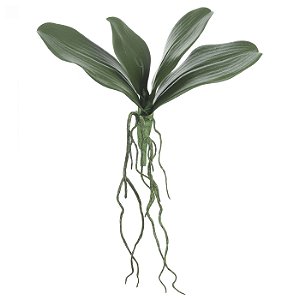 FOLHAGEM DE ORQUÍDEA PHALAENOPSIS - VERDE