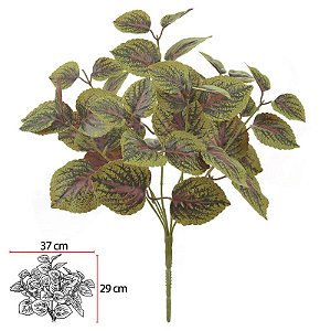 FOLHAGEM PERILLA VERDE COM PÚRPURA