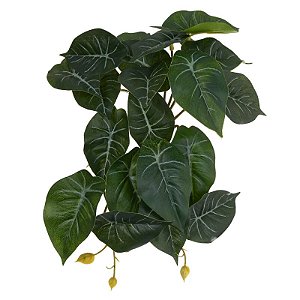 FOLHAGEM CALADIUM VERDE COM CREME