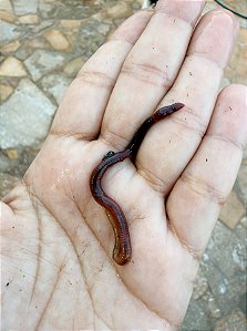 100 unidades de Minhocas Violeta do Himalaia