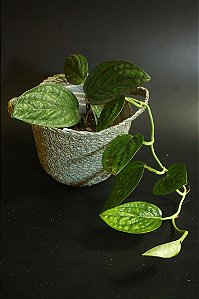 Monstera Peru