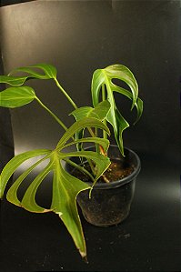 Monstera SP ' Burlemarxflame' Grande