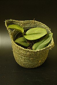 Sidapsus 'treubii''