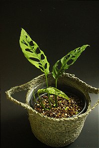 Monstera Obliqua cv Peru