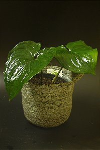 Cyanastrum cordifolium
