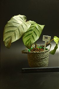 Calathea bella