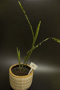 nephrolepis cordifolia 'duffii'