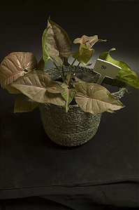 Syngonium 'Pink Allusion'