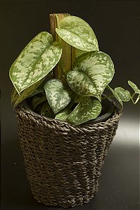 Sindapsus pictus 'Exotica'