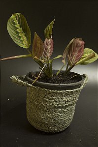 Maranta leuconeura var