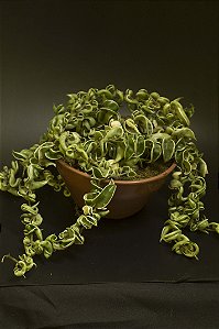 Hoya carnosa variegata cuia