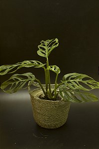 Monstera ssp', fica muito rasgada,