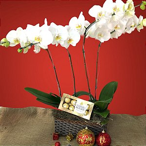Orquídeas + Caixa de Ferrero Rocher