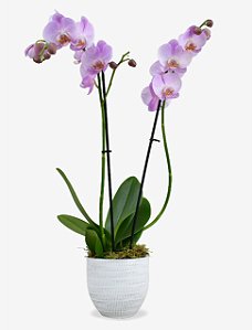 Orquídea dupla plantada lilás