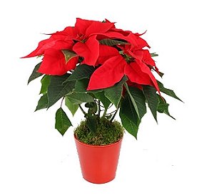 Planta de Natal