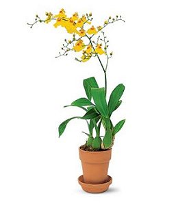 Orquidea Oncidium