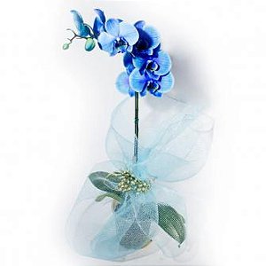 Orquídea Azul