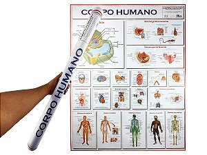 Banner Mapa Anatomia do Corpo Humano 120x90CM Para Estudo Biologia Pôster Medicina