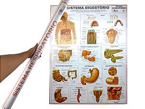 Mapa Sistema 90x120CM Digestório Banner Anatomia do Corpo Humano Para Estudo Biologia Pôster Medicina