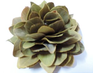 Flor de cardo natural