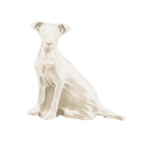 Charm - Cão Vira Lata SRD Branco
