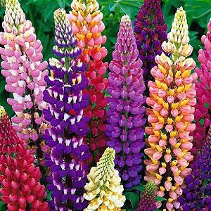 100 SEMENTES - Helichrysum / Sempre-Viva Sortida - Jardinagem e decoração