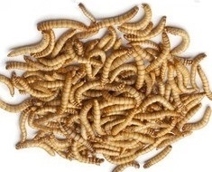larvas tenebrio