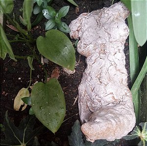 torso parede rosa cerâmica