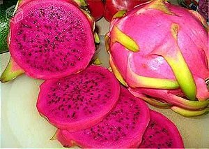 10 Mudas De Pitaya Da Nicaragua Vermelha clonada breve produção