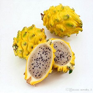 20 Mudas De Pitaya Amarela (Rara E Mais Doce) clonada de matriz produzindo