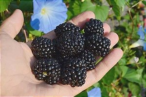 5 Galhos De Amora Italiana  ( +Ou- 25 Cm Ja Com Enraizador)