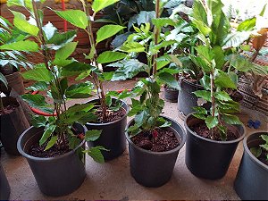 Amora Gigante Preta Portuguesa Muda Grande clonada matriz de produzindo