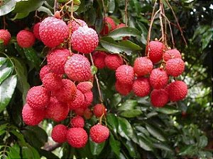 Muda Clonada De Lichia Bengal (Alporque) ja produzz dependendo da epoca