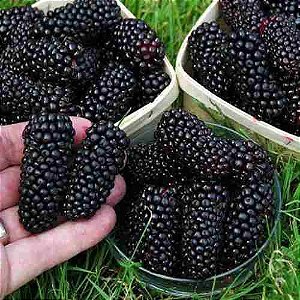 Muda clonadas De Amora Italiana, Muito Doce E Suculenta