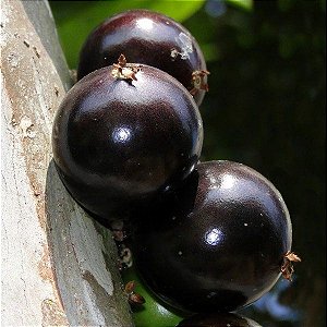Muda De Jabuticaba Hibrida Com 1 Metro produz precocemente