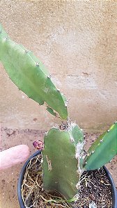 Muda De Pitaya Da Nicarágua Enraizada Produzindo dependendo da epoca