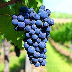 Muda De Uva Bordo Enxertada ''Produzindo'', Podada