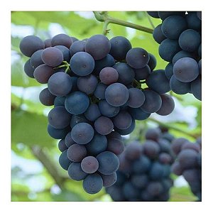 Muda De Uva Enxertada Isabel ''Produzindo'' Podada