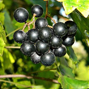 Muda De Uva Jabuticaba (Moscadine) Clonada Logo Produz, Muito Doce E Saborosa
