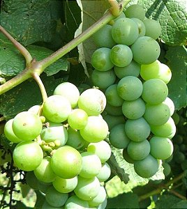 Muda De Uva Niagara Branca Enxertada ''Produzindo'', Veja Video Aqui