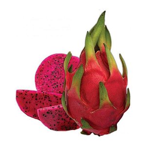 MUDA CLONADA DE PITAYA VERMELHA DA NICARAGUA