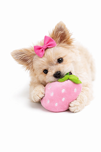 Brinquedo de Pelúcia para Pet (Com Apito)