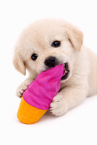 Brinquedo para Pet (Com Apito)