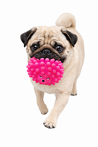 Brinquedo para Pet (Com Apito)