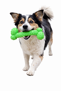 Brinquedo Pet Mordedor