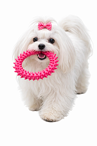 Brinquedo Pet Mordedor