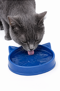 Comedouro/Bebedouro para Gatos 100ml