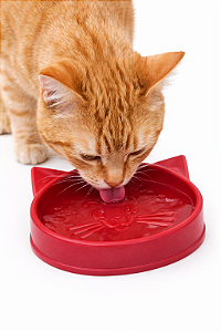 Comedouro/Bebedouro para Gatos 100ml